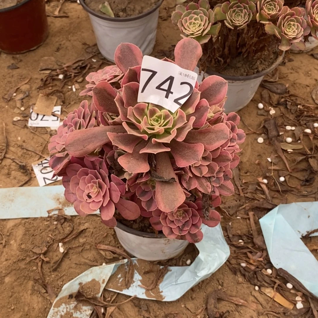 小**悠742美杜莎手捧1棚