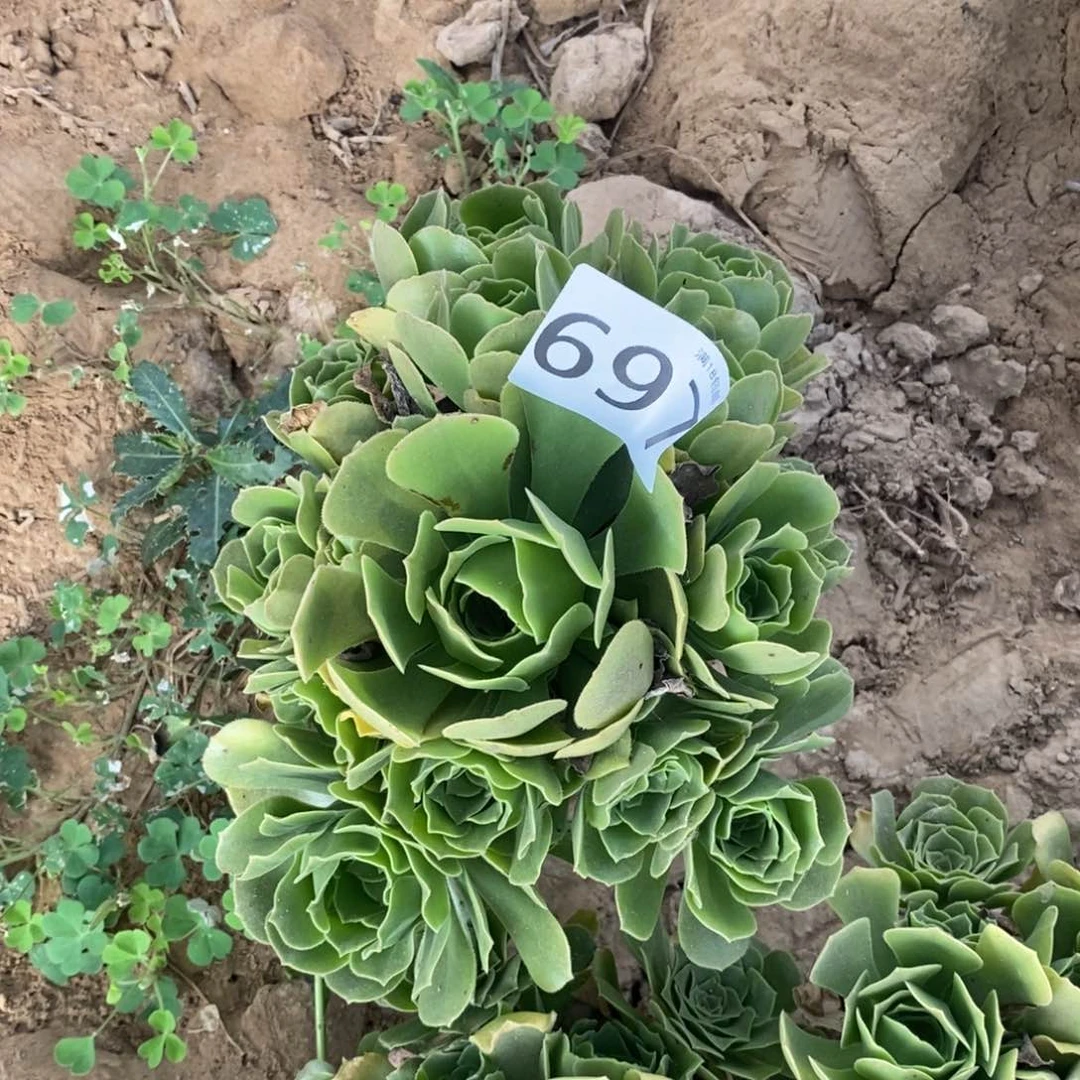 @***s697绿玫瑰手捧4棚