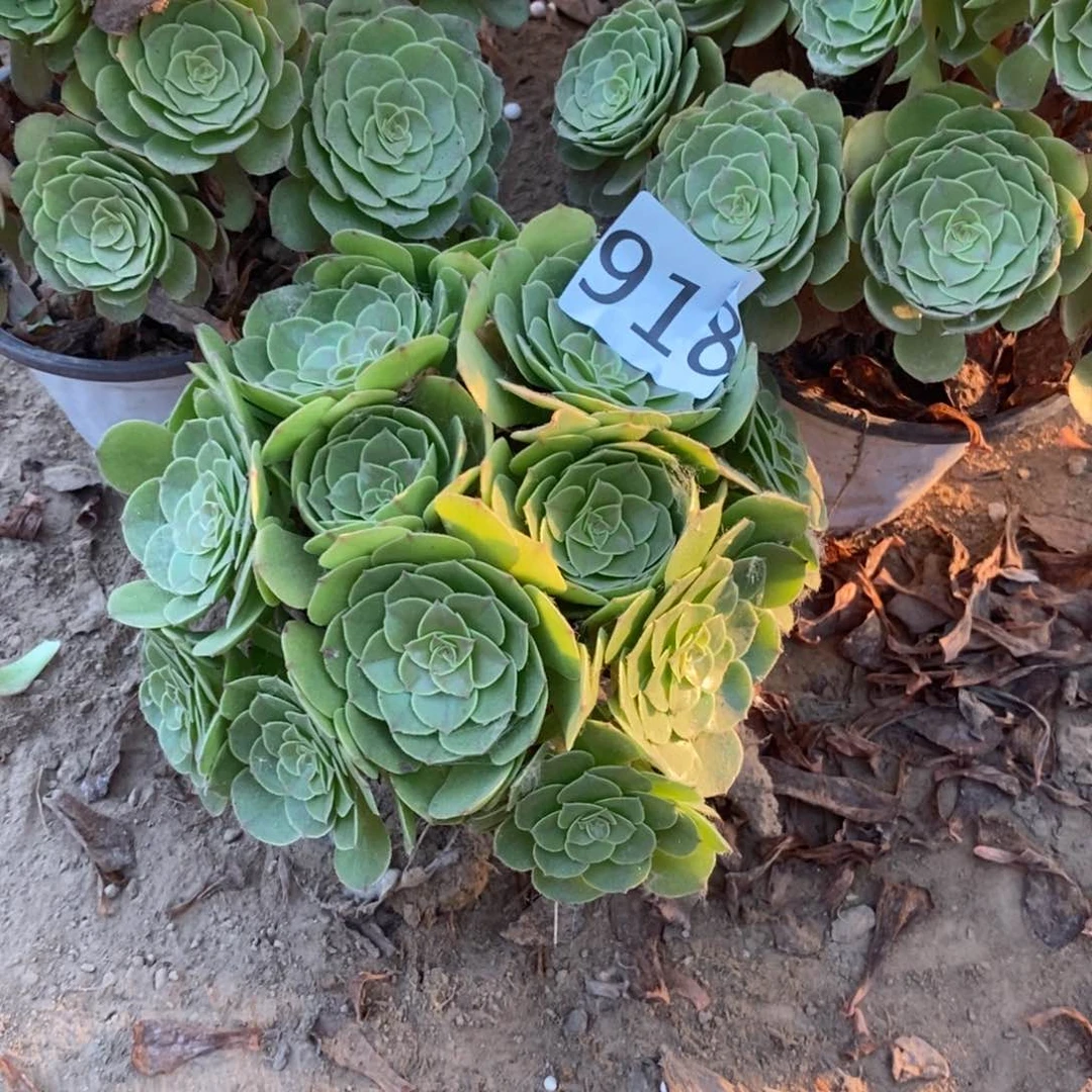 郭**菜918万圣节绣球20厘米东棚