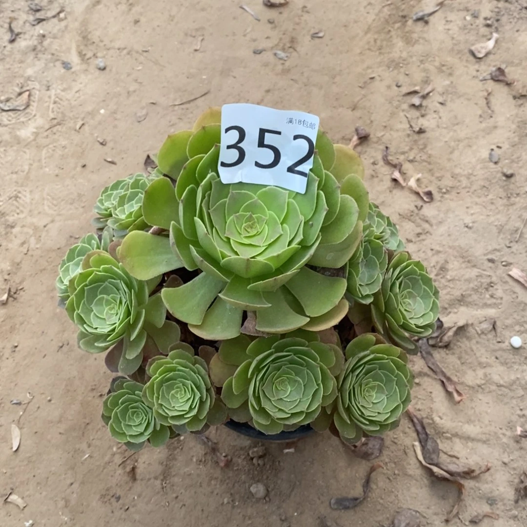 352万圣节手捧桩不太直东