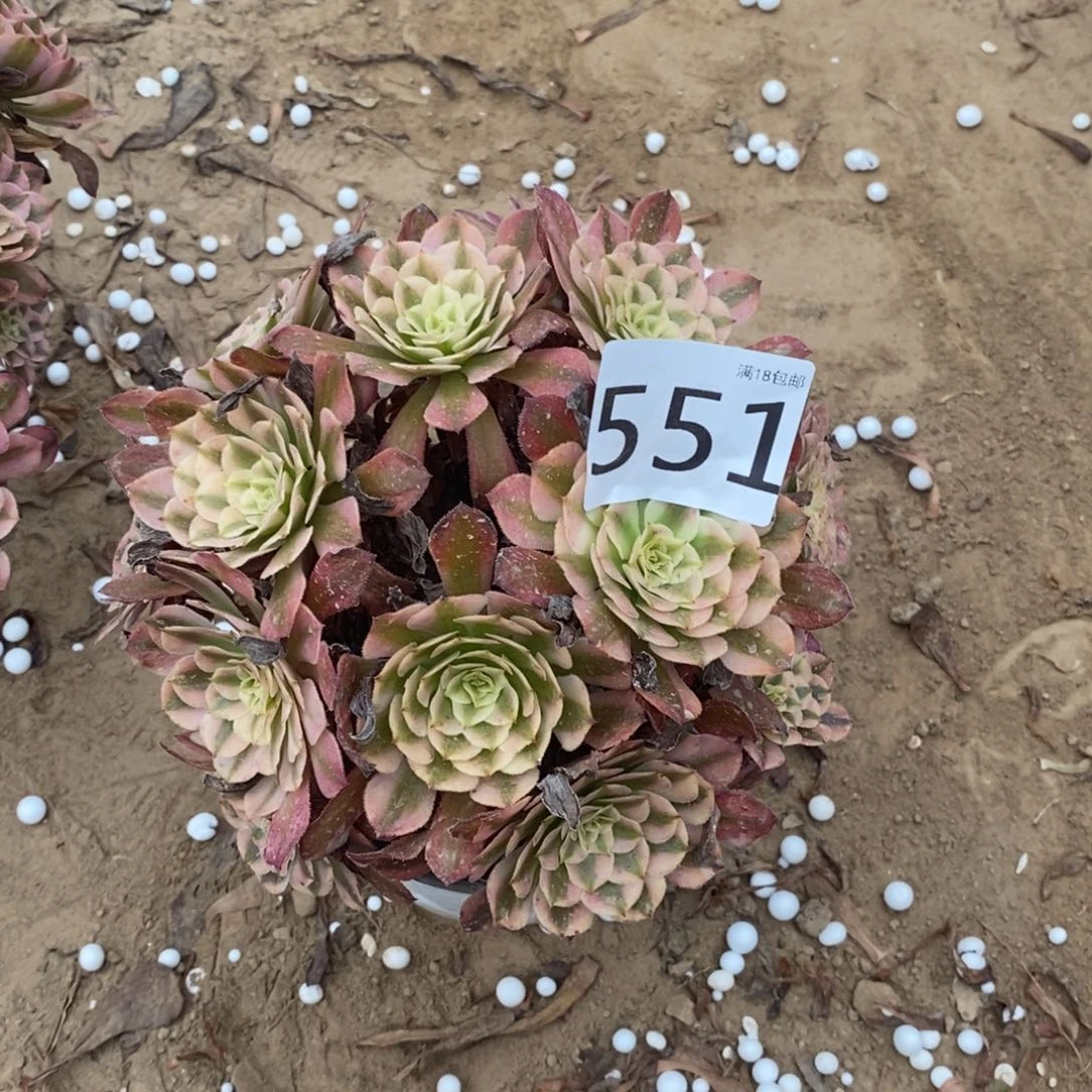 551铜壶白绣球1棚