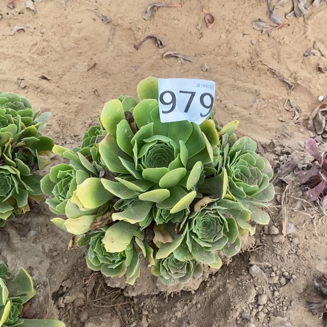 979绿玫瑰手捧4棚