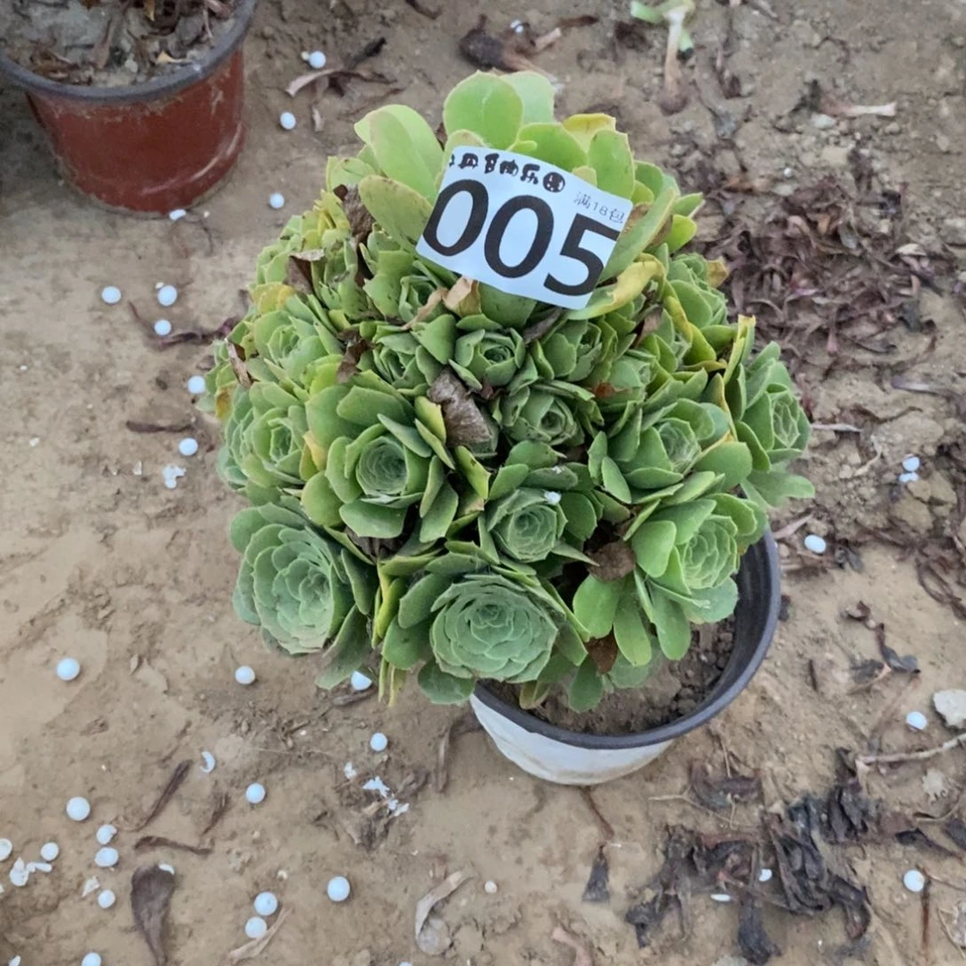 005绿玫瑰手捧1棚