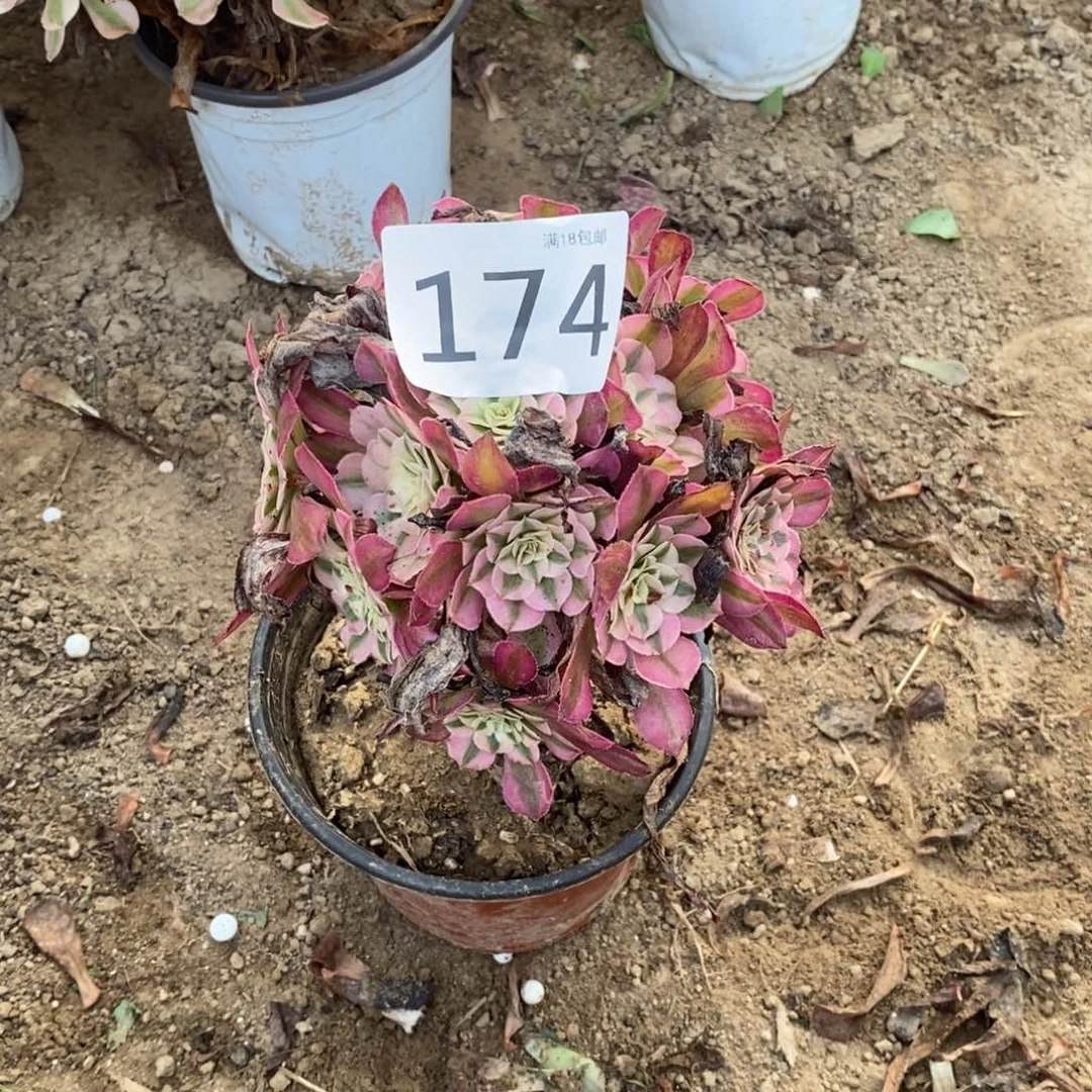 回**笑174铜壶白绣球000000