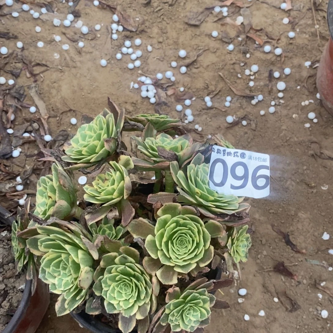 096晓霞绣球1棚000