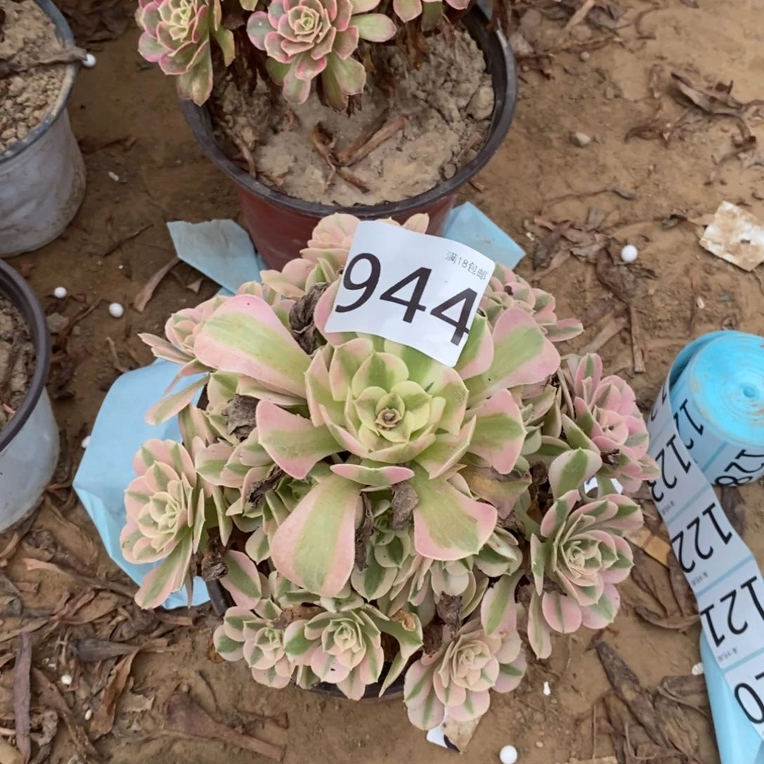 944粉女巫手捧1棚