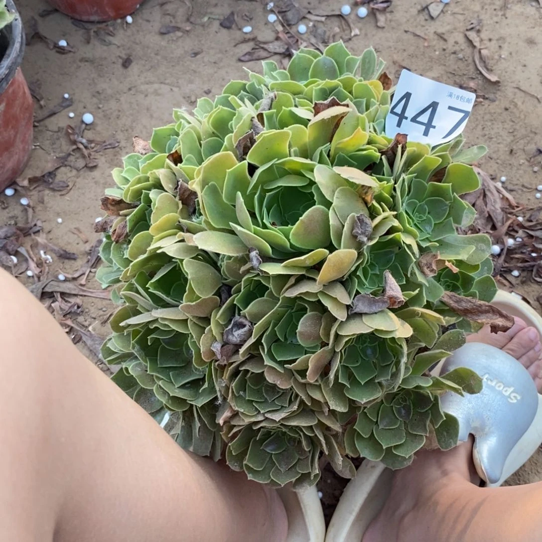 447柠檬玫瑰大手捧1棚