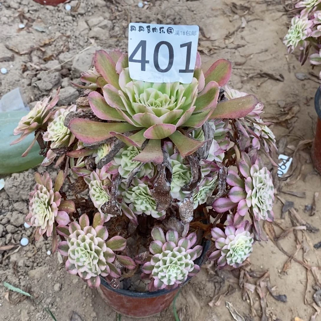 401铜户白手捧东任何