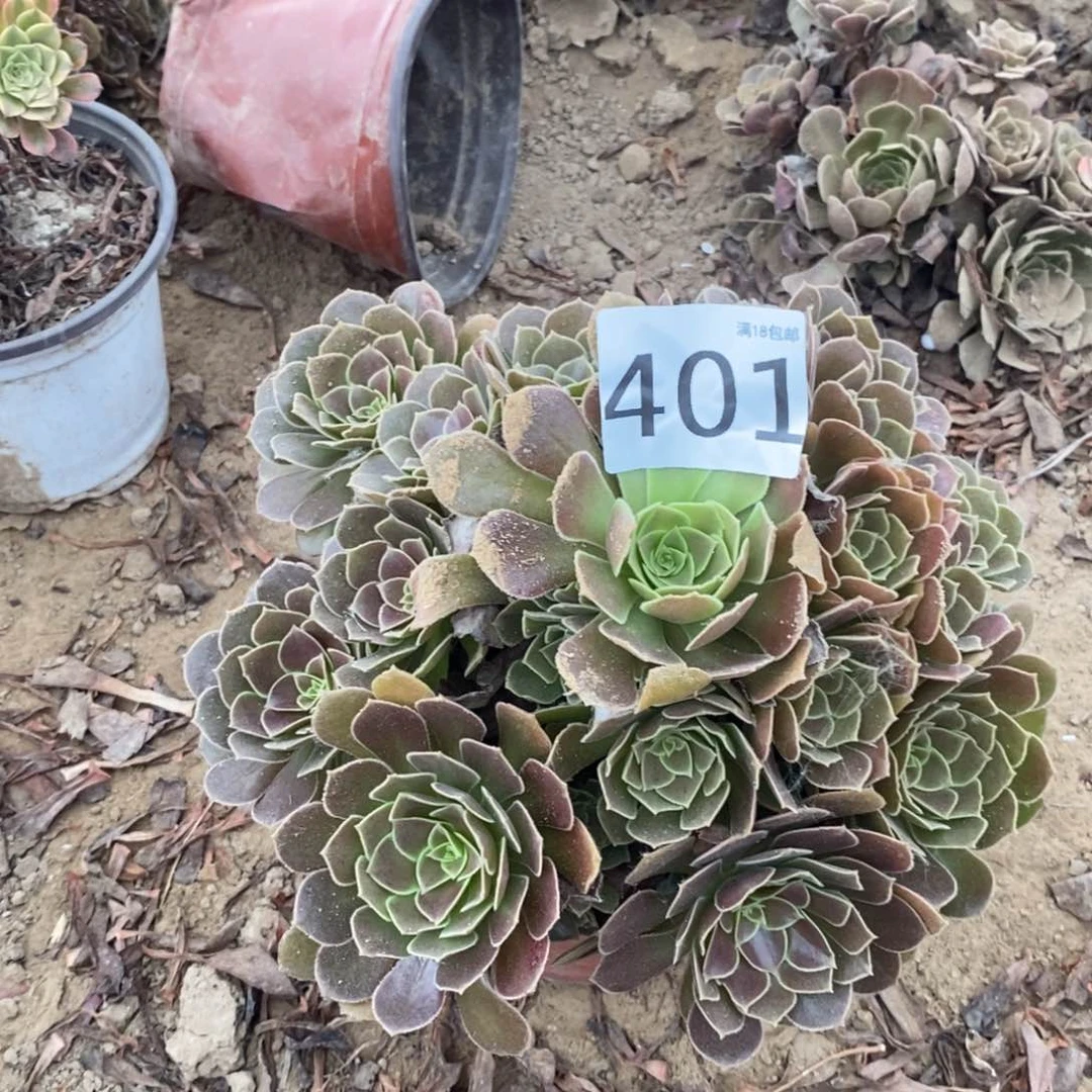 401荷兰玫瑰手捧4棚