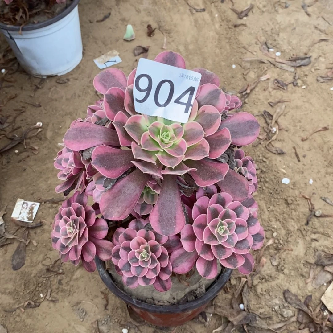 904美杜莎桩不太直1棚