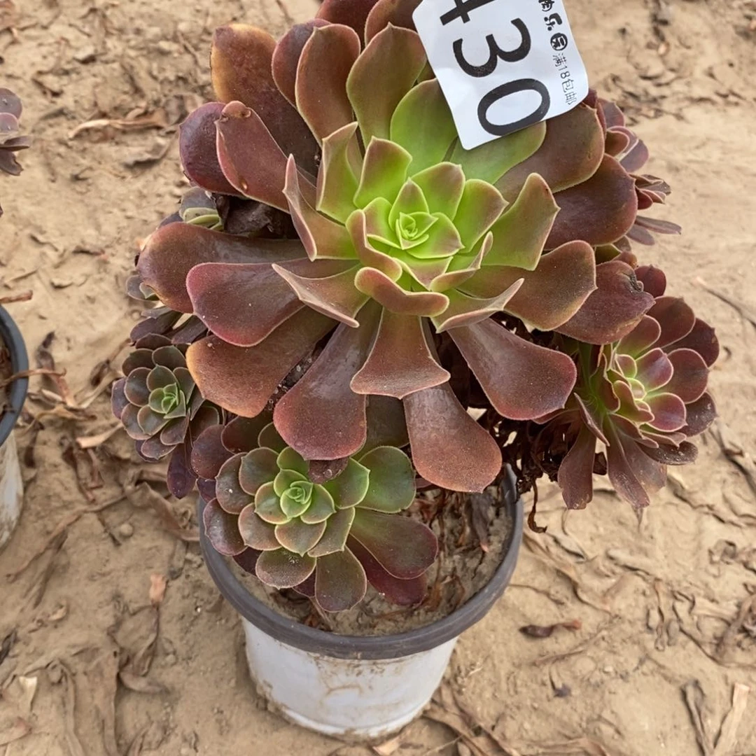 430欧嘉莉手捧东