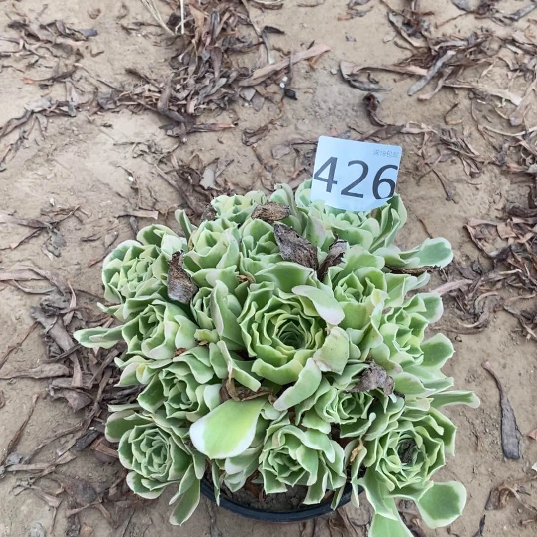 426白凤手捧东棚