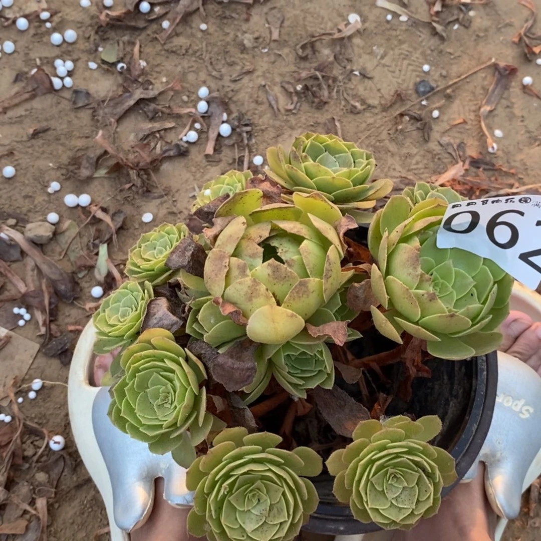 062万圣节手捧1棚
