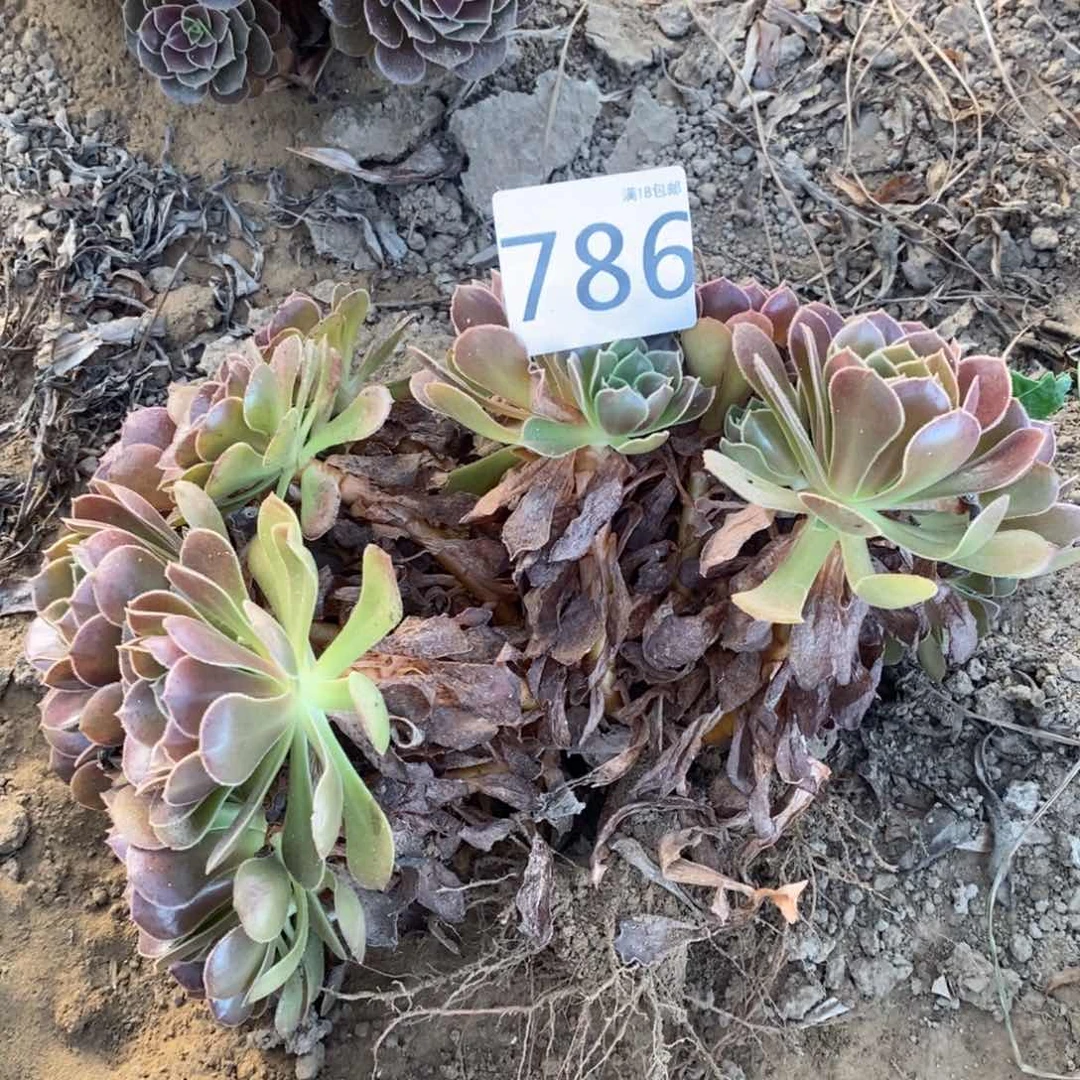 786荷兰玫瑰2颗4棚