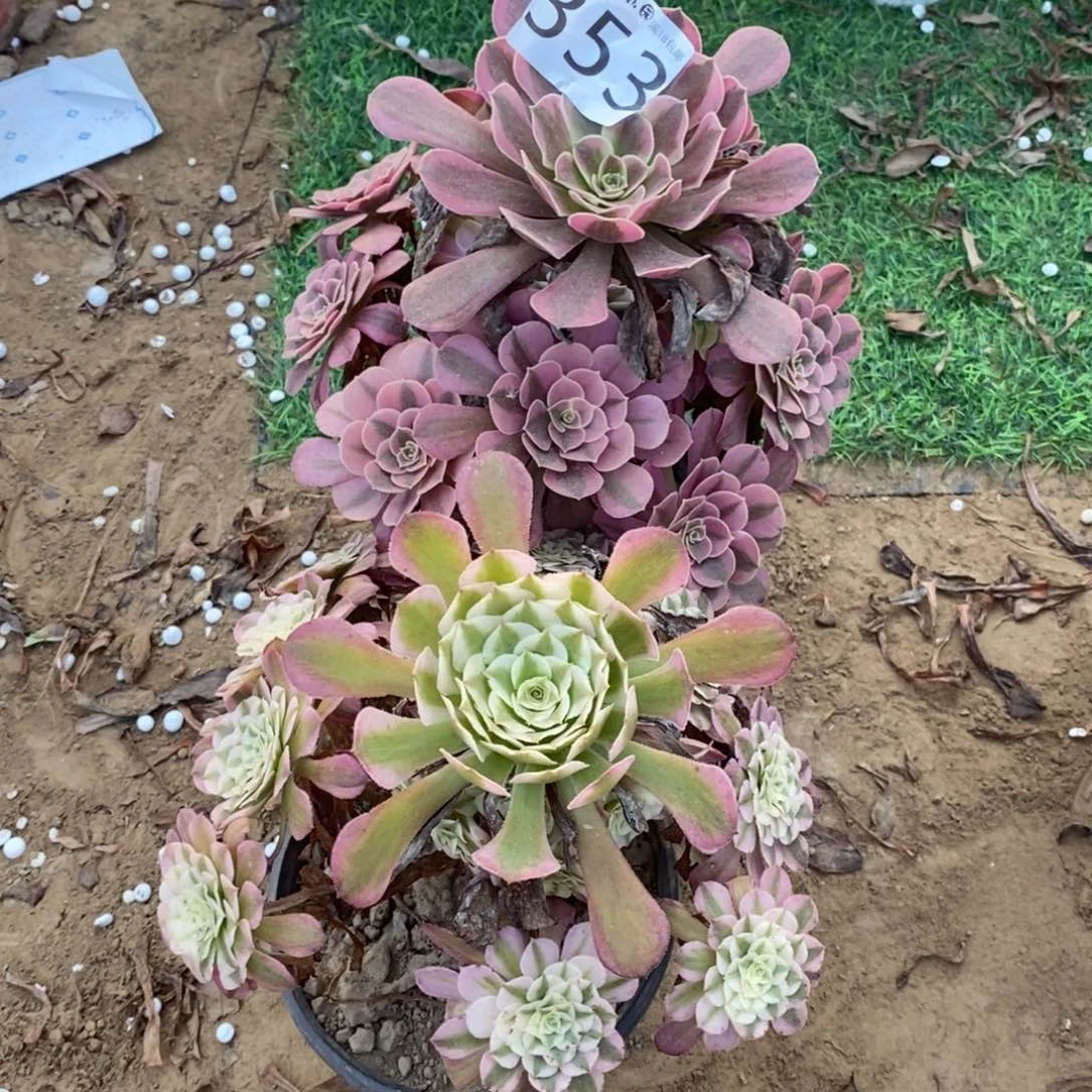 353美杜莎➕铜壶白1棚