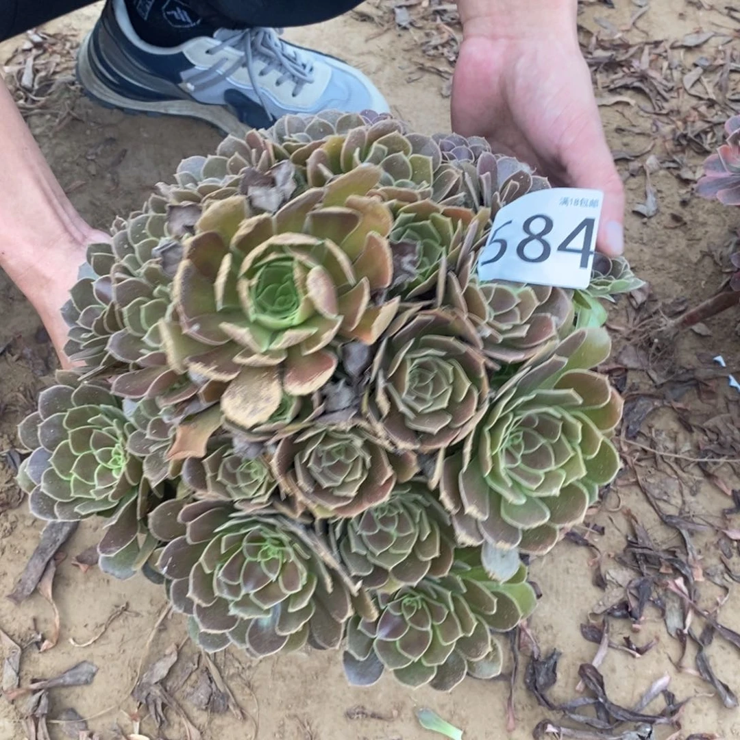 糖***6584荷兰玫瑰手捧4棚
