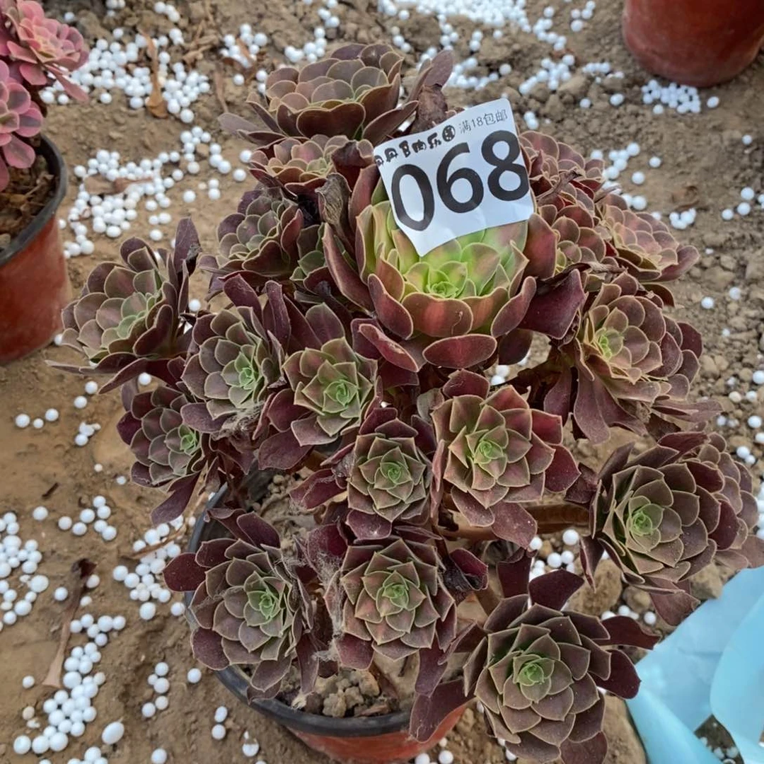 068花纳大手捧1peng