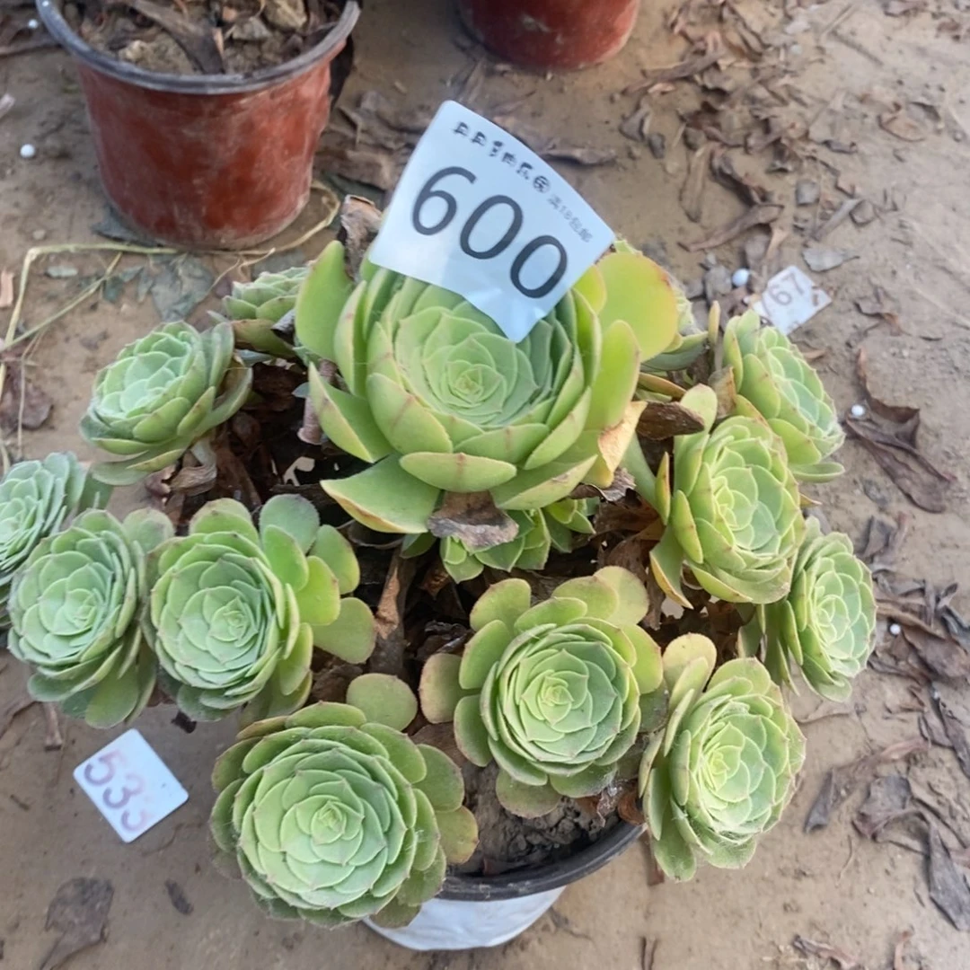 600万圣节手捧东棚