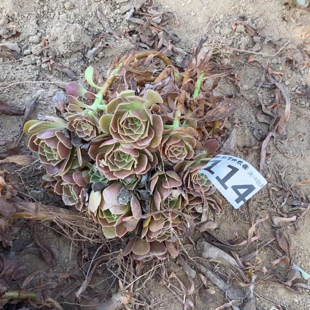 114荷兰玫瑰手捧4