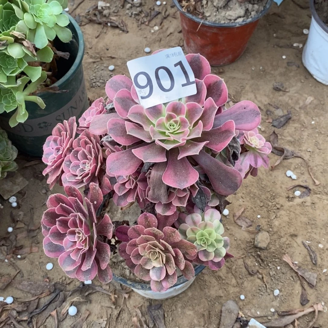 901美杜莎手捧1棚