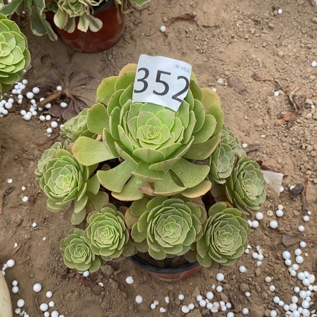 352万圣节手捧1棚