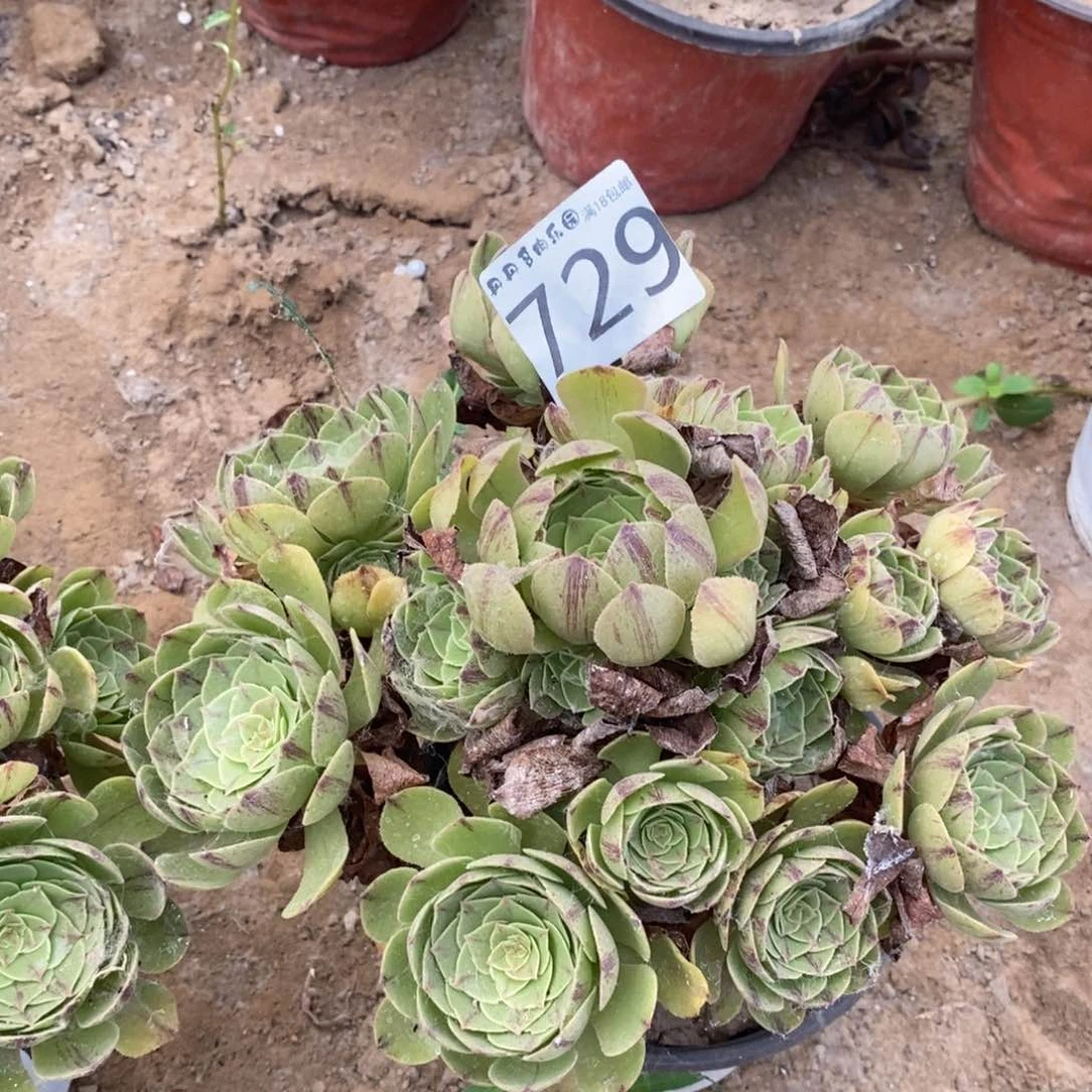 闲**致729万拉丝手捧1棚