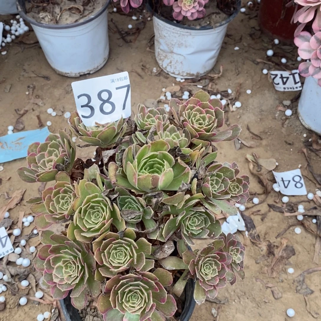 387安娜手捧1peng