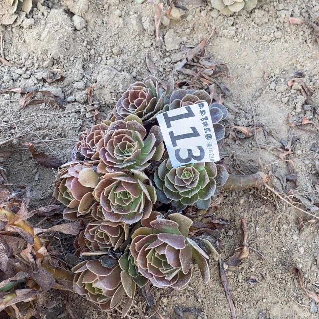 113荷兰玫瑰手捧4