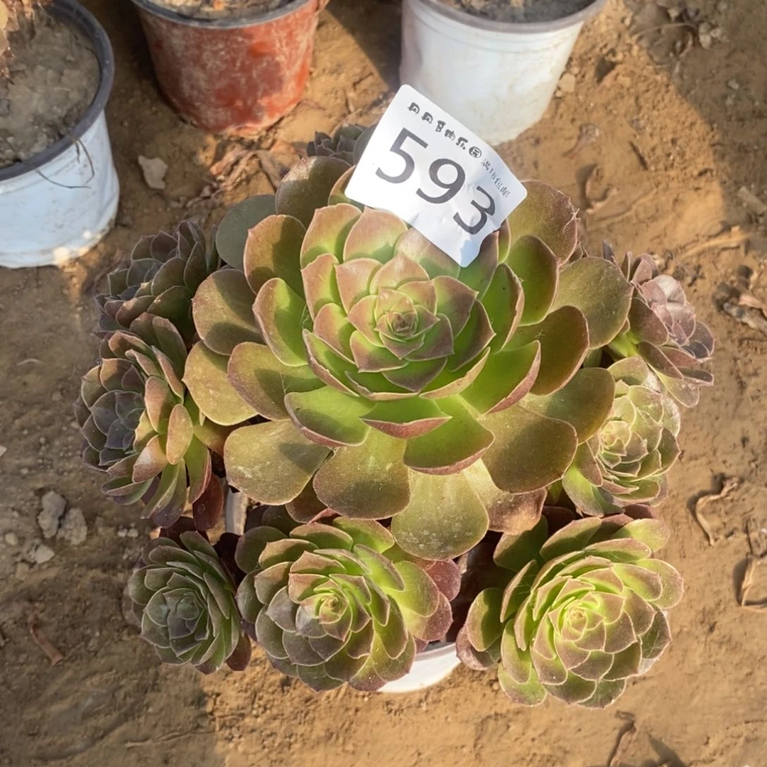 593赤炎莲手捧4棚