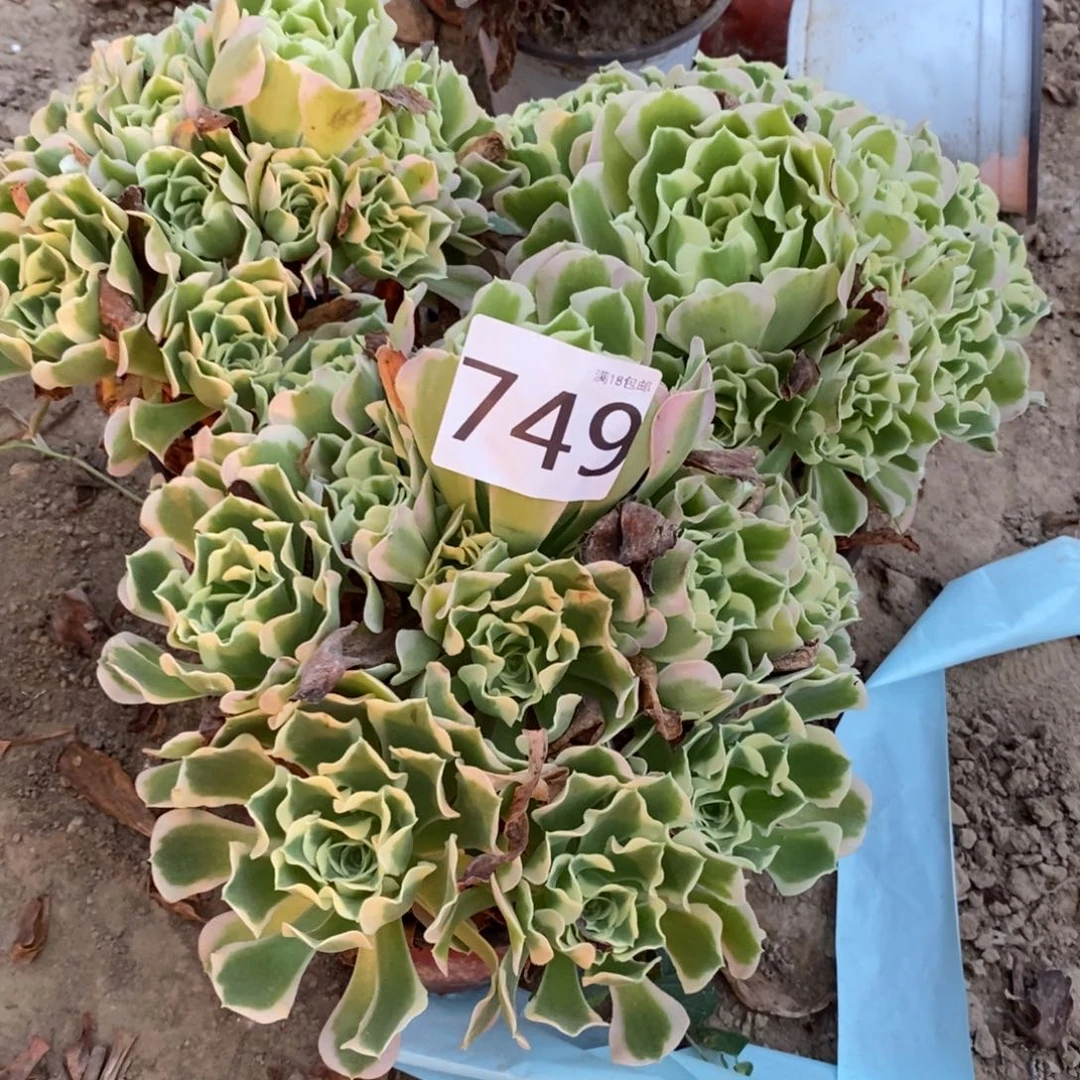 749白凤3颗手捧东棚