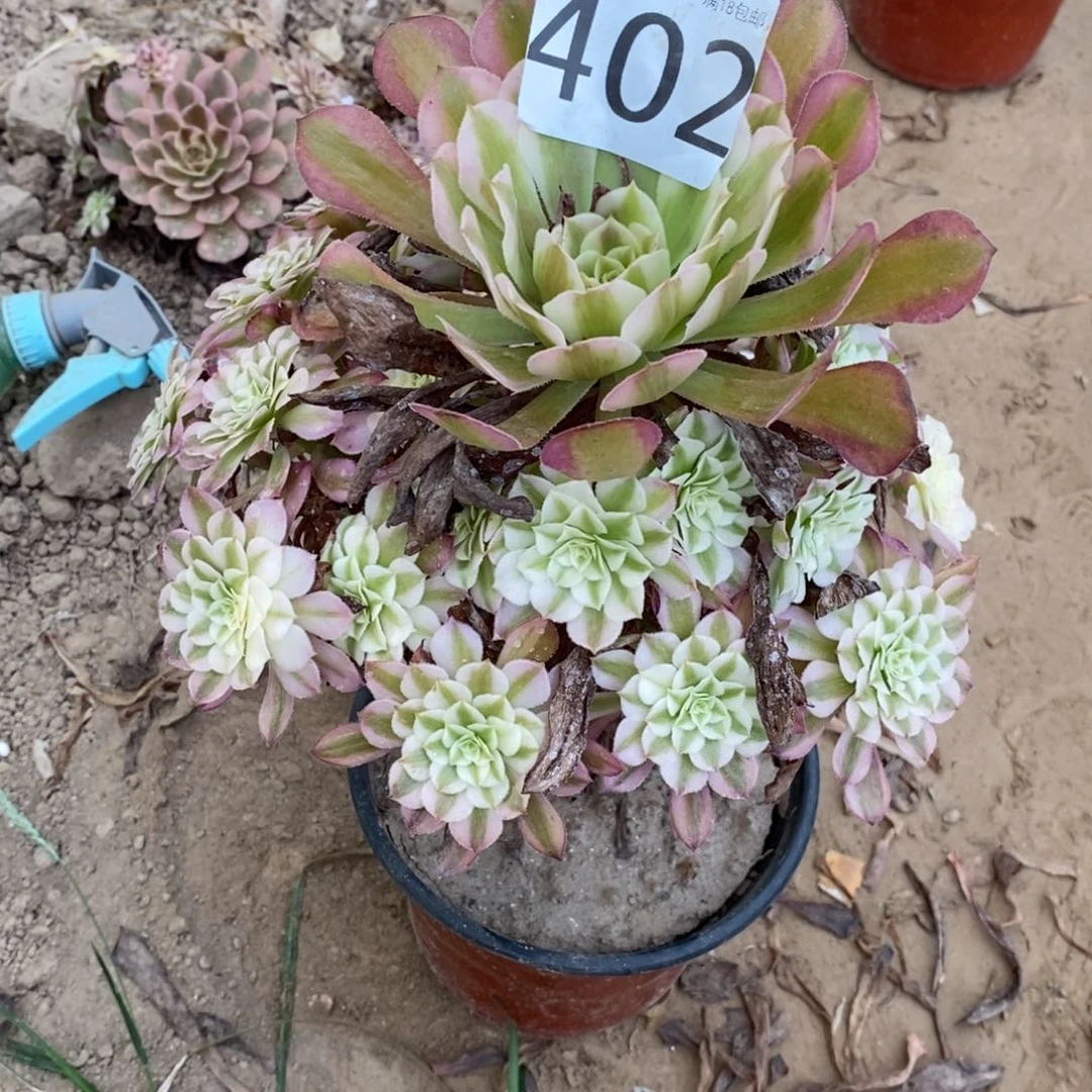 402铜壶才手捧懂
