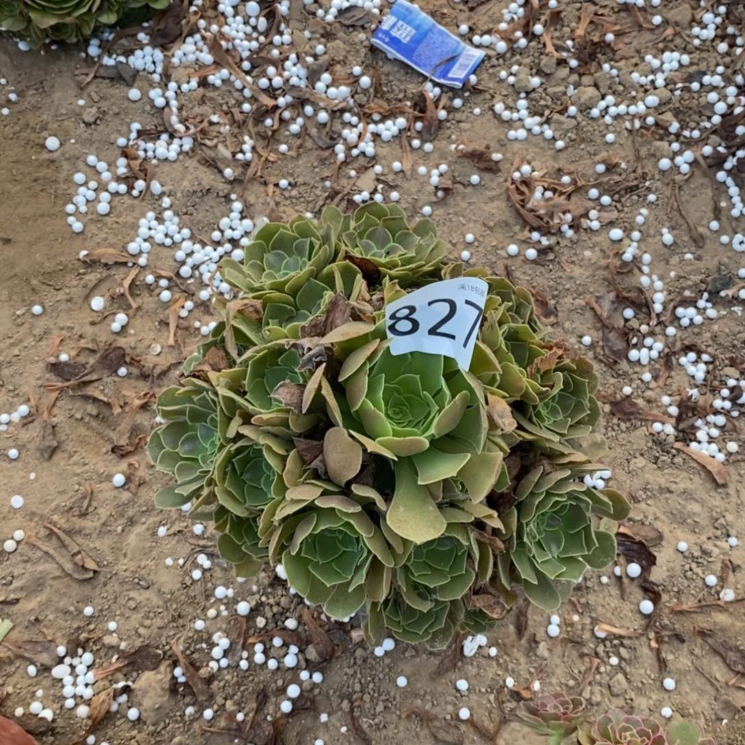 827柠檬玫瑰手捧1棚