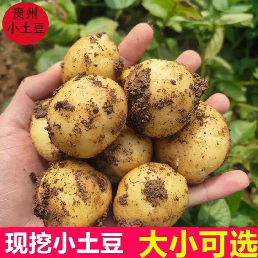 【贵州新土豆】新鲜现挖新洋芋黄心洋芋黄皮小土豆粉糯高山马铃薯