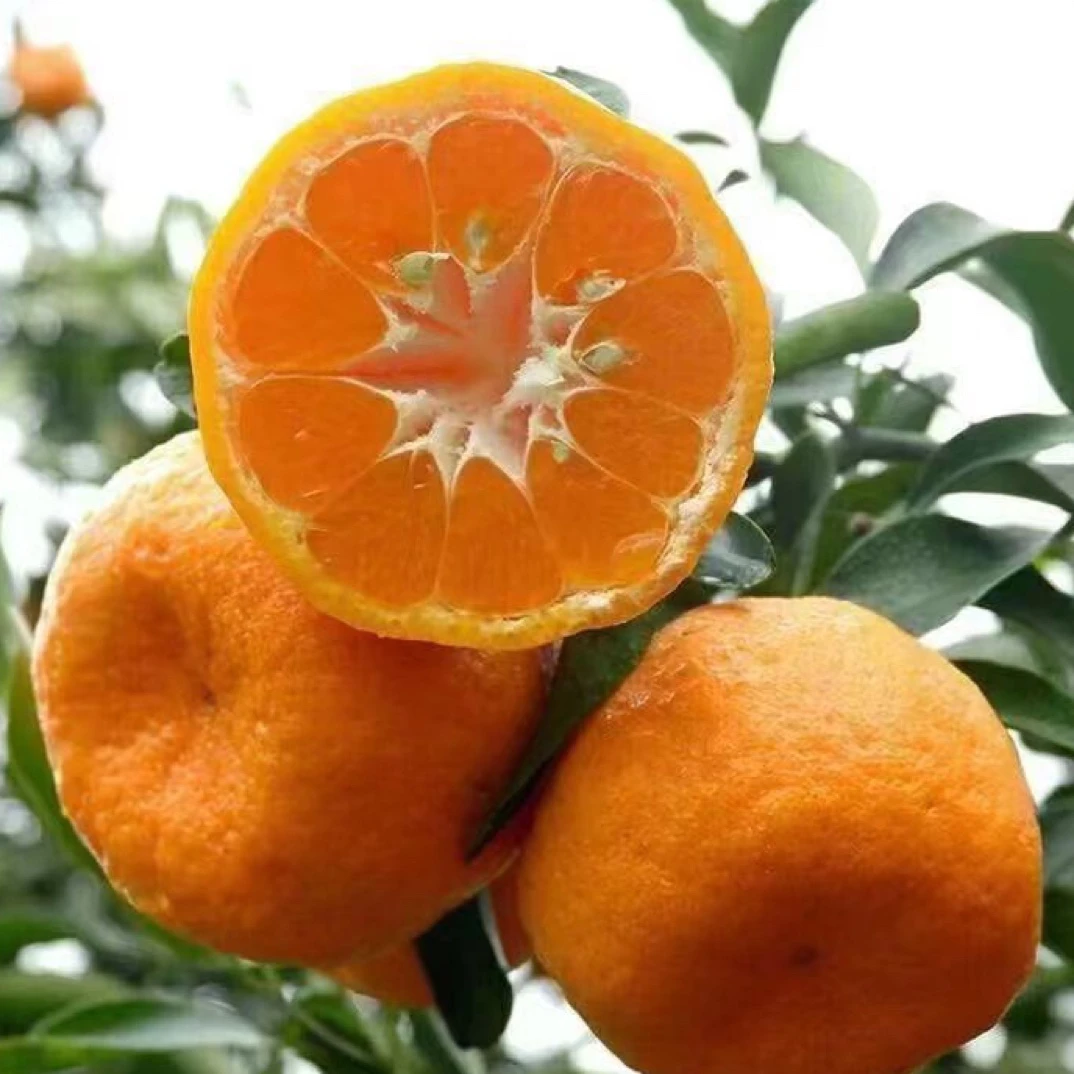 【黔农优专属】高山椪柑甜橙新鲜橙子当季新鲜水果整箱冰糖薄皮橙