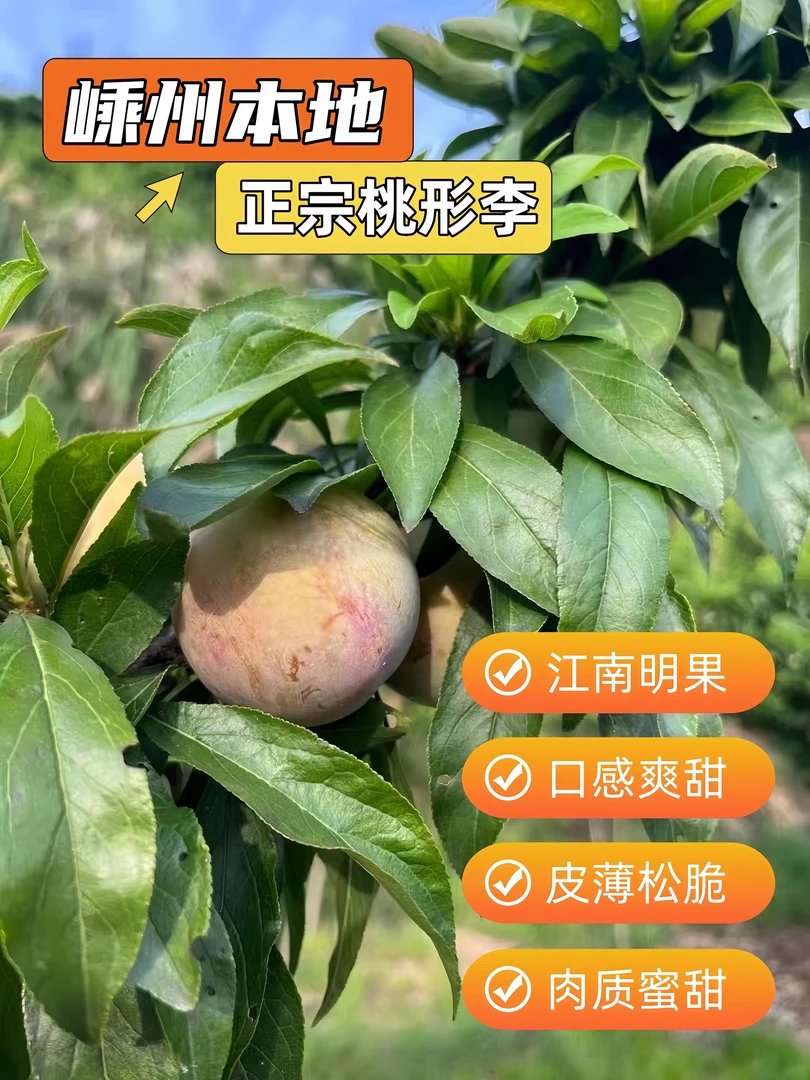 【送礼首选】嵊州桃形李 精选特大果20个装 夏季时令新鲜水果现摘