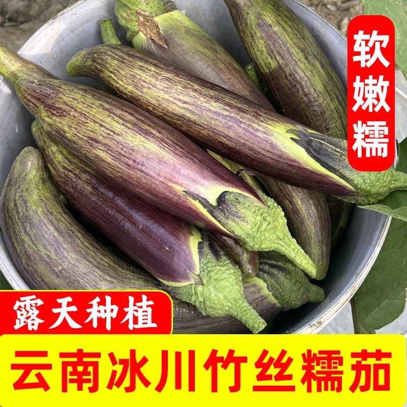 云南竹丝糯茄 茄子 冰川茄子 露天种植 现摘现发