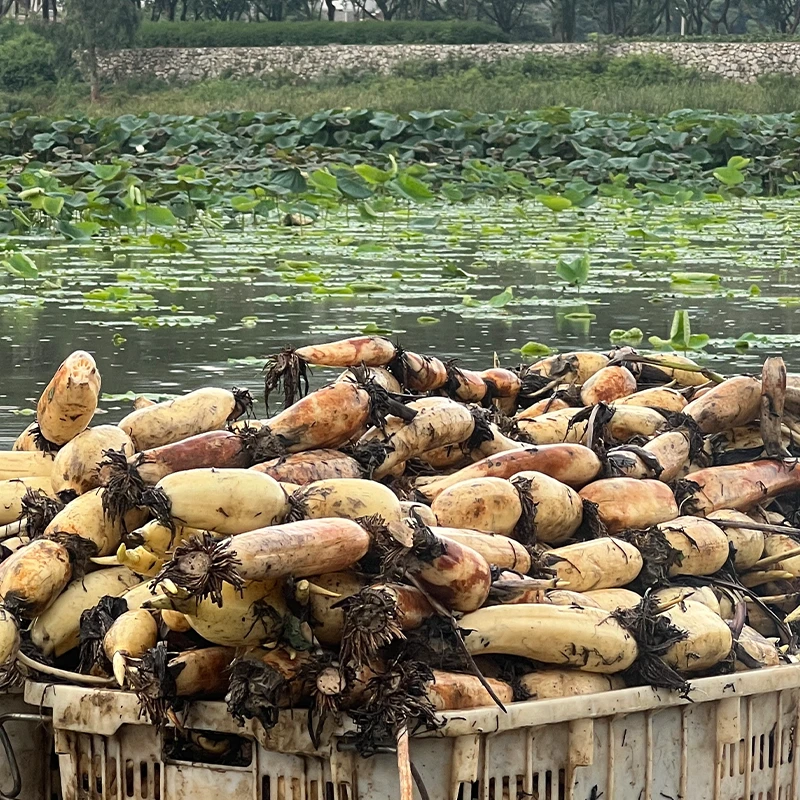 云南莲藕 新鲜蔬菜粉藕当季时鲜蔬菜老品种煲汤面藕产地直发