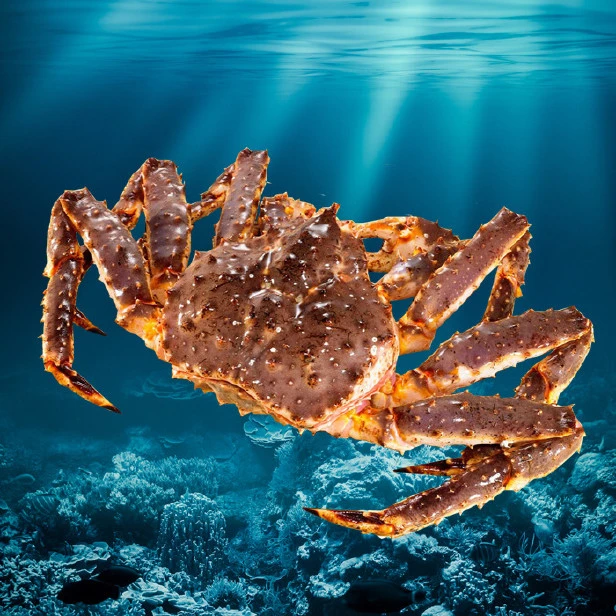 帝王蟹【兴志海鲜】3斤-10斤规格沈阳发货