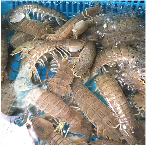 保鲜不保活当地皮皮虾3斤（虾爬子）沈阳海鲜顺丰包邮