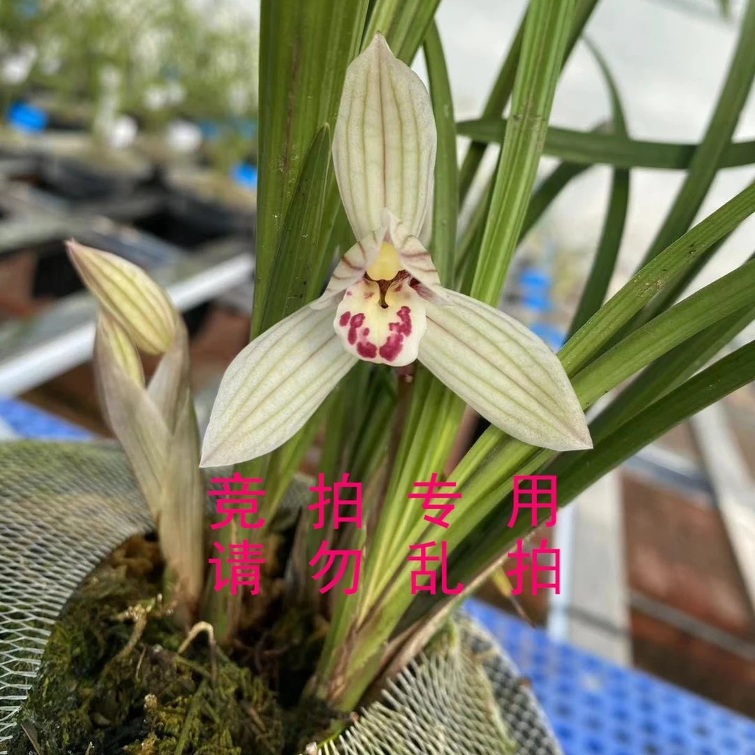 春兰建兰【竞拍专用】每次加价10请看这里请勿乱拍美观裸根兰花