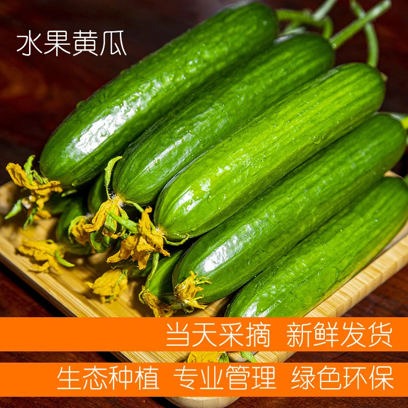 寿光水果黄瓜 3/5斤15-25根 脆嫩爽口清甜水果小黄瓜新鲜现摘现发