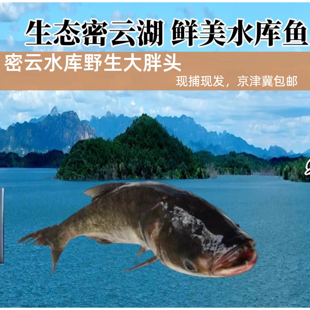密云水库胖头鱼又叫花莲鱼，肉质鲜美！口感紧实营养丰富没有土腥味