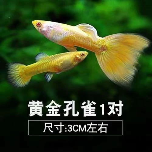黄金孔雀鱼（录好开箱视频 入缸不报损 死鱼不补发 均价退款）