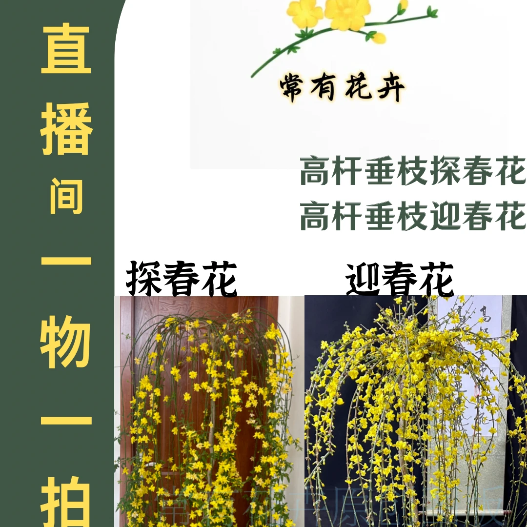 精品爆款高杆垂枝探春花，春节左右开花，花期三个月左右，花开瀑布