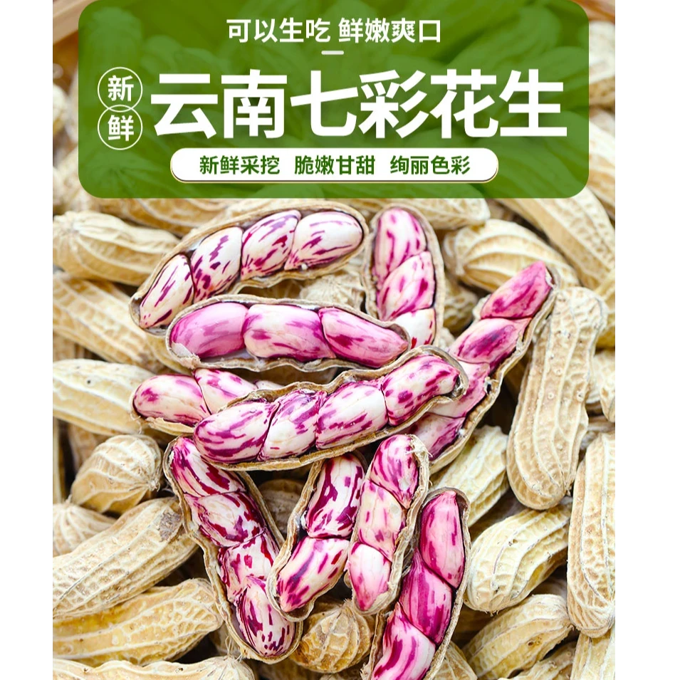 【不带泥新鲜发】2025云南七彩野地水果牛奶花生新鲜现挖带壳生花生