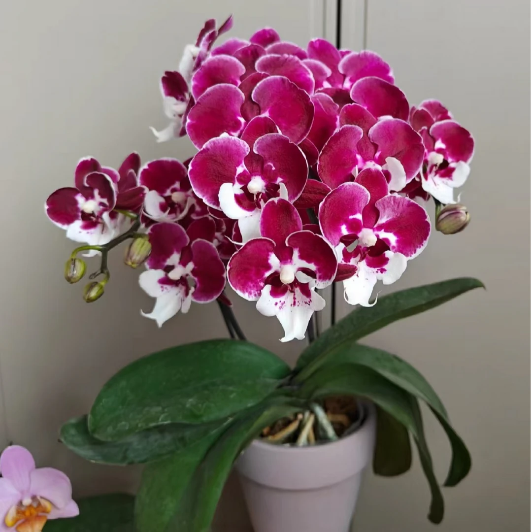 【圣诞老人】蝴蝶兰~~高档、美观室内花卉