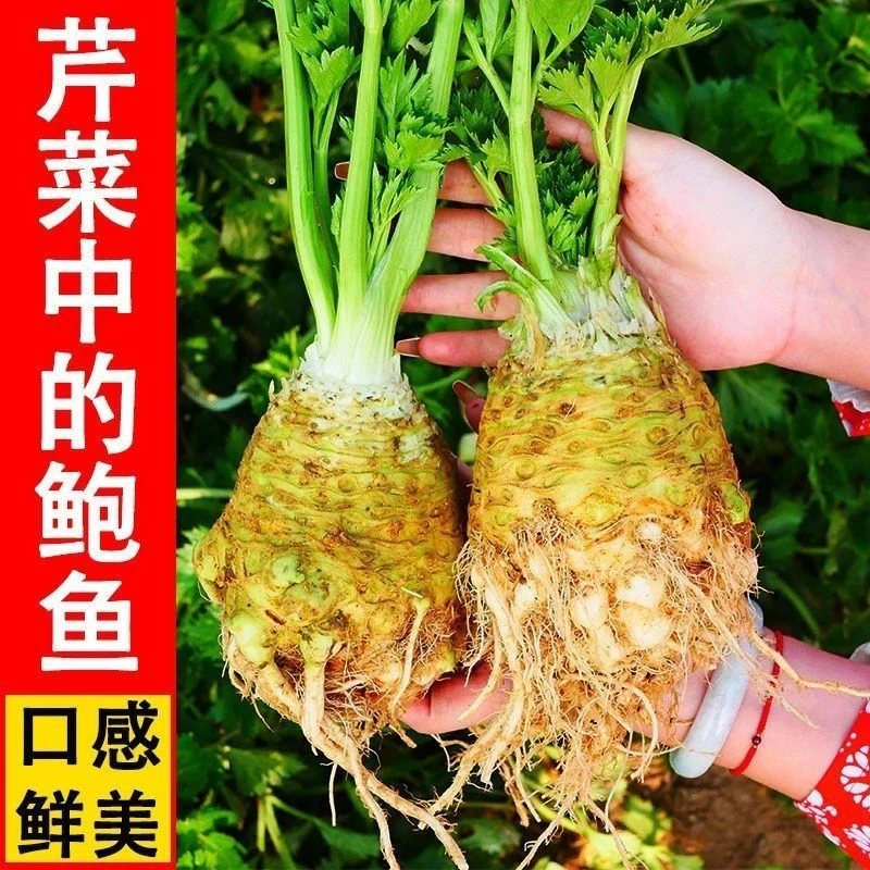 (新客立减)进口根芹种子地中海芹菜根蔬菜种籽苗四季播阳台耐热寒