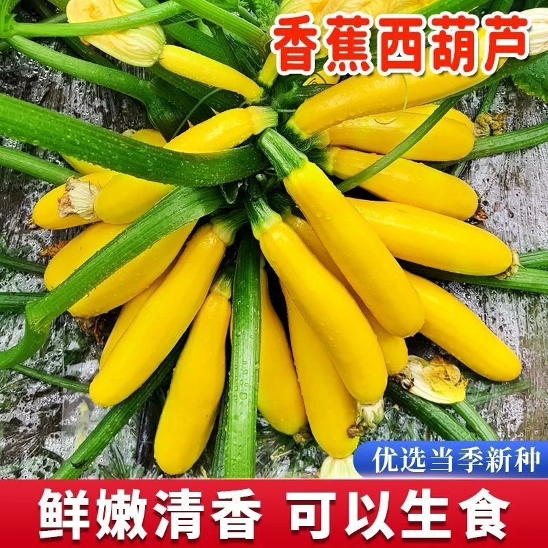 (买二送一)水果型香蕉西葫芦种子香蕉瓜黄色特色四季农家蔬菜种