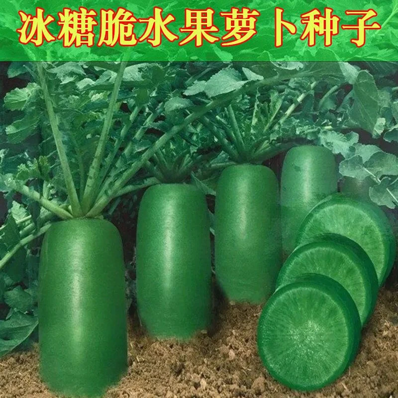 (新客立减)冰糖水果萝卜种子生吃脆甜农家蔬菜种四季播种绿萝卜种