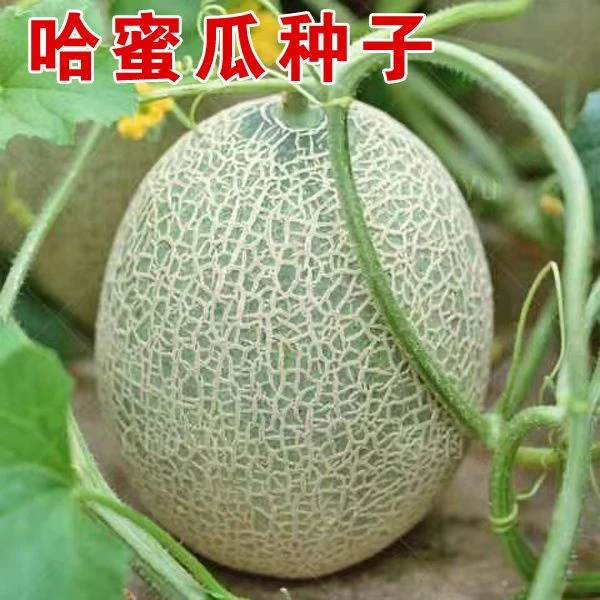 (新客立减)新疆哈密瓜种子高产甜瓜水果种子网纹甜瓜香瓜种子四季